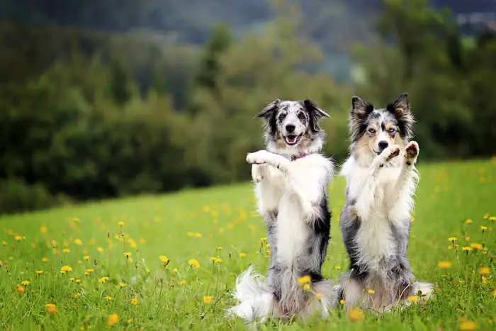 Awesome Tricks to Teach Your Dog: Fun and Engaging Methods for Every Pup!