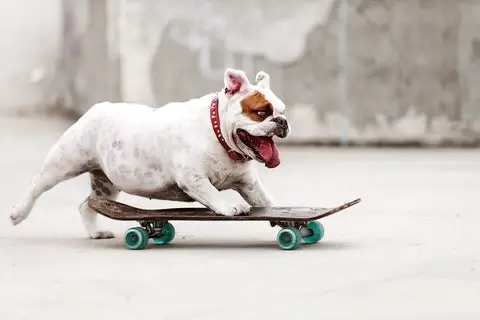 Awesome Tricks to Teach Your Dog: Fun and Engaging Methods for Every Pup!