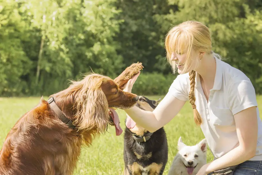 Awesome Tricks to Teach Your Dog: Fun and Engaging Methods for Every Pup!