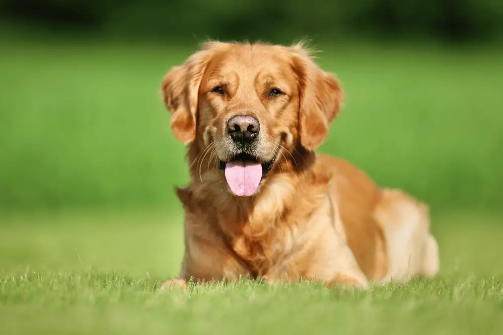 Easy Tricks for Dogs to Learn: Simple Methods for Quick Training Success