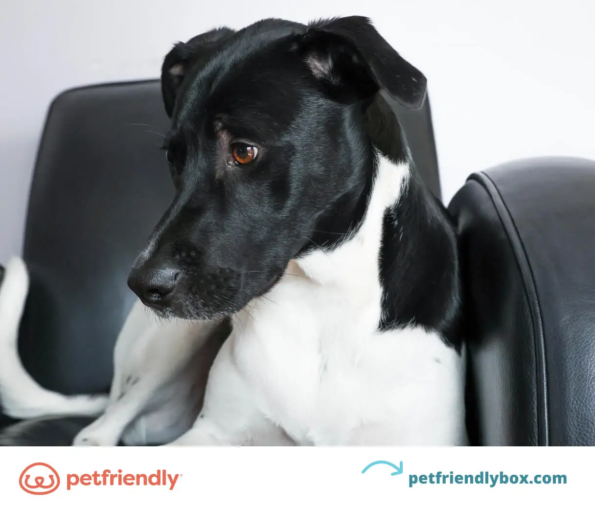 Easy Tricks for Dogs to Learn: Simple Methods for Quick Training Success