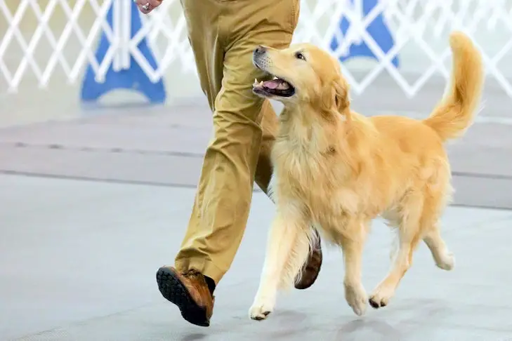 Easy Tricks for Dogs to Learn: Simple Methods for Quick Training Success