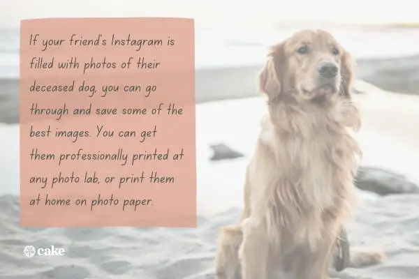 Gift Ideas for Someone Who Has Lost a Pet