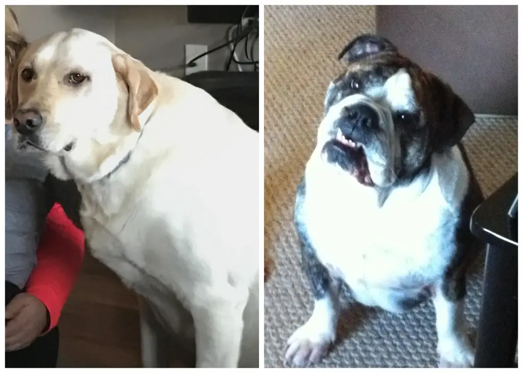 Gift Ideas for Someone Who Has Lost a Pet