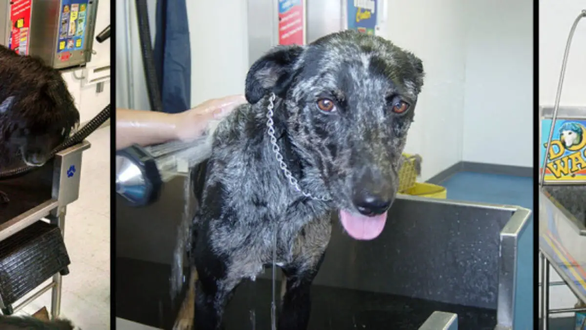 Top 10 Best Selling Pet Bath Products in 2024