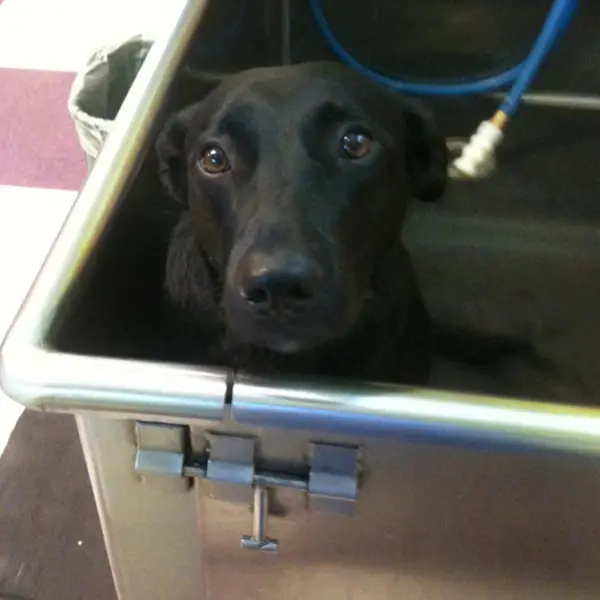 Pet Supplies Plus Dog Grooming A Comprehensive Overview