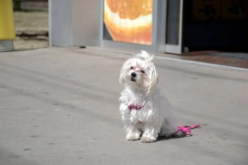 Pet Supplies Plus Dog Grooming A Comprehensive Overview