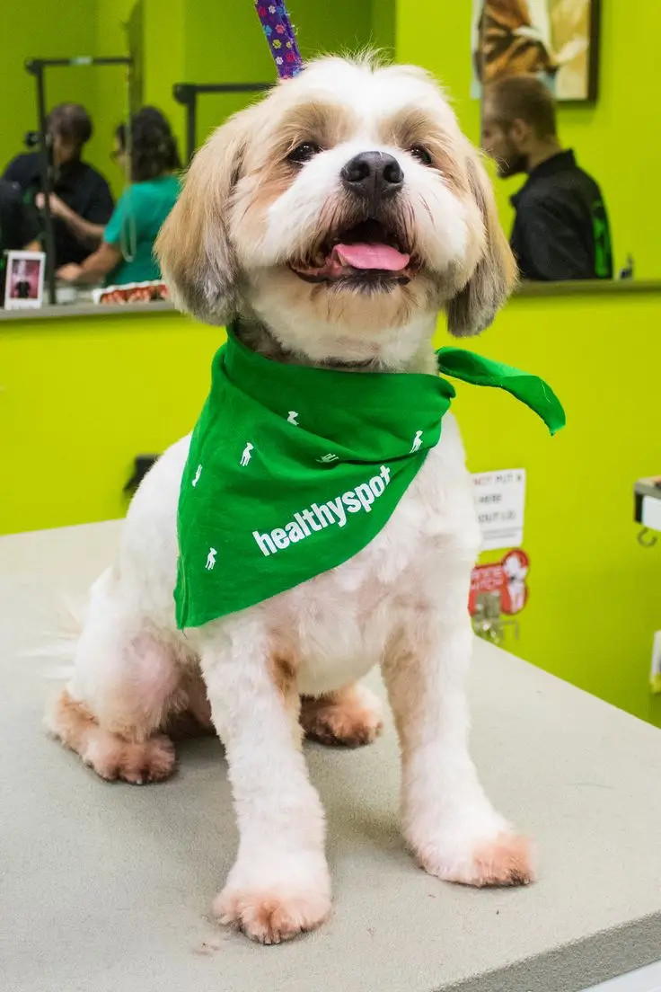 Pet Supplies Plus Dog Grooming A Comprehensive Overview