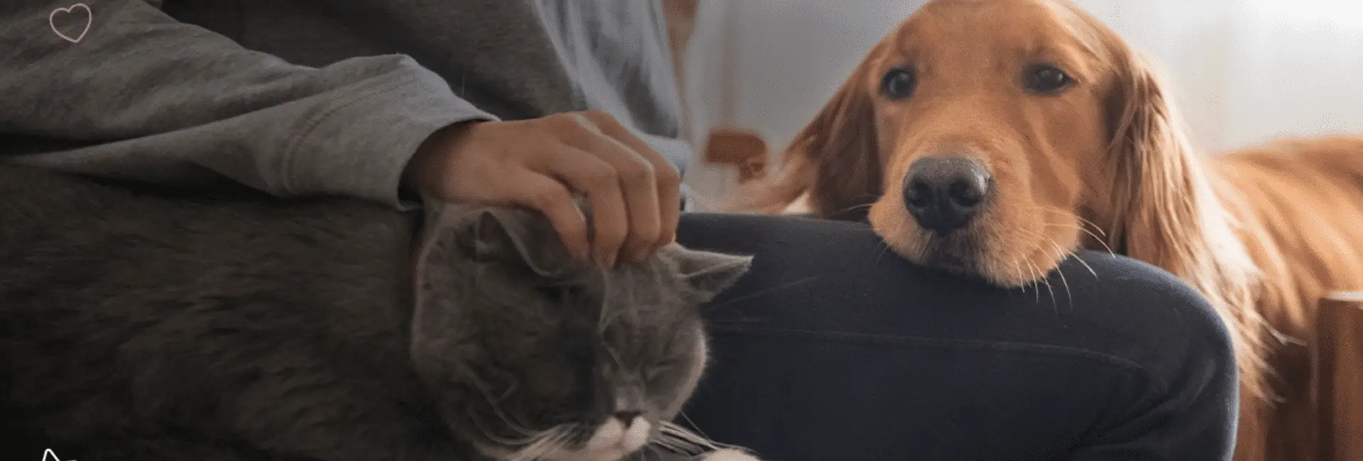 Pet Supplies Plus Dog Grooming A Comprehensive Overview