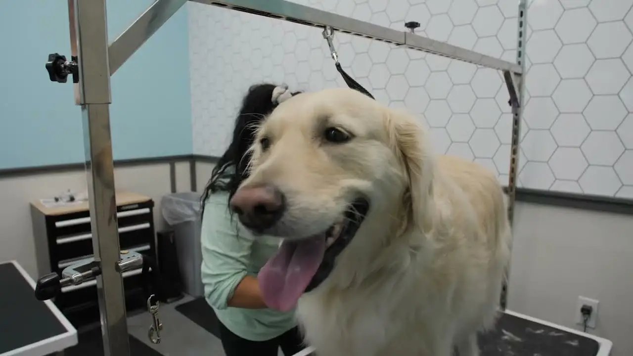 Pet Supplies Plus Dog Grooming A Comprehensive Overview