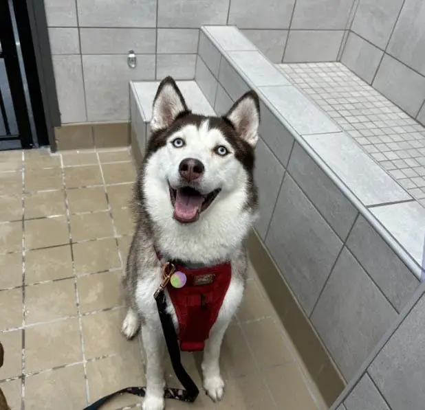 Pet Supplies Plus Dog Grooming A Comprehensive Overview