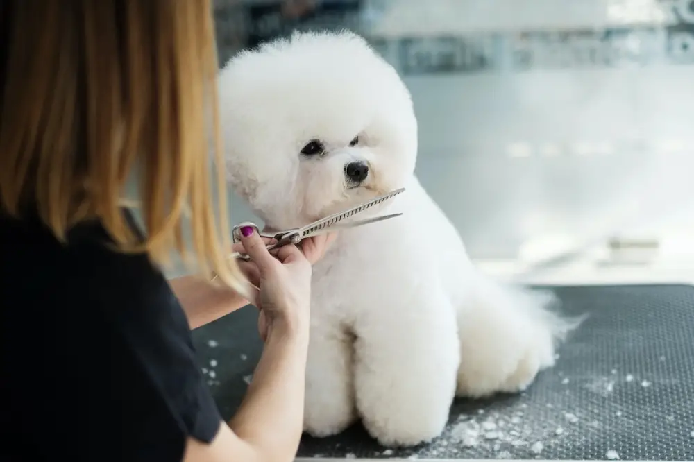 Pet Supplies Plus Dog Grooming A Comprehensive Overview