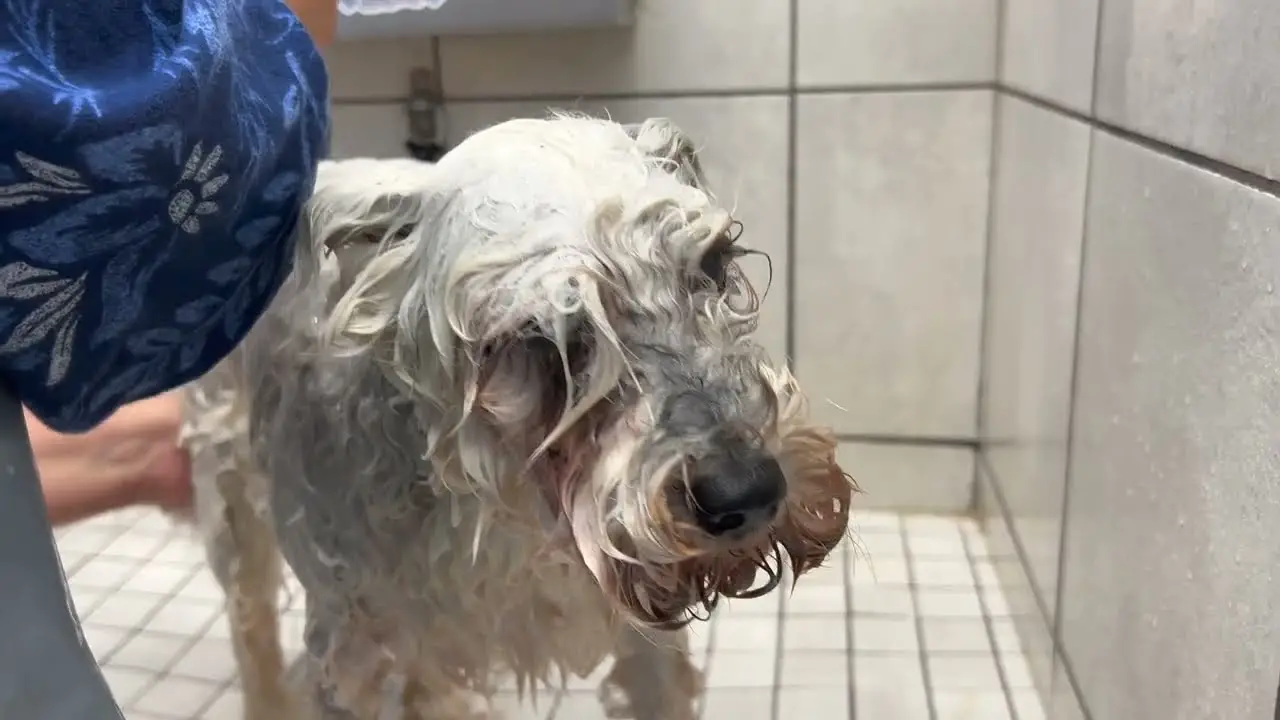 Pet Supplies Plus Dog Grooming A Comprehensive Overview