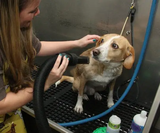 Pet Supplies Plus Dog Grooming A Comprehensive Overview