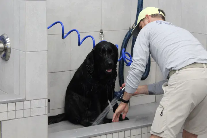 Pet Supplies Plus Dog Grooming A Comprehensive Overview