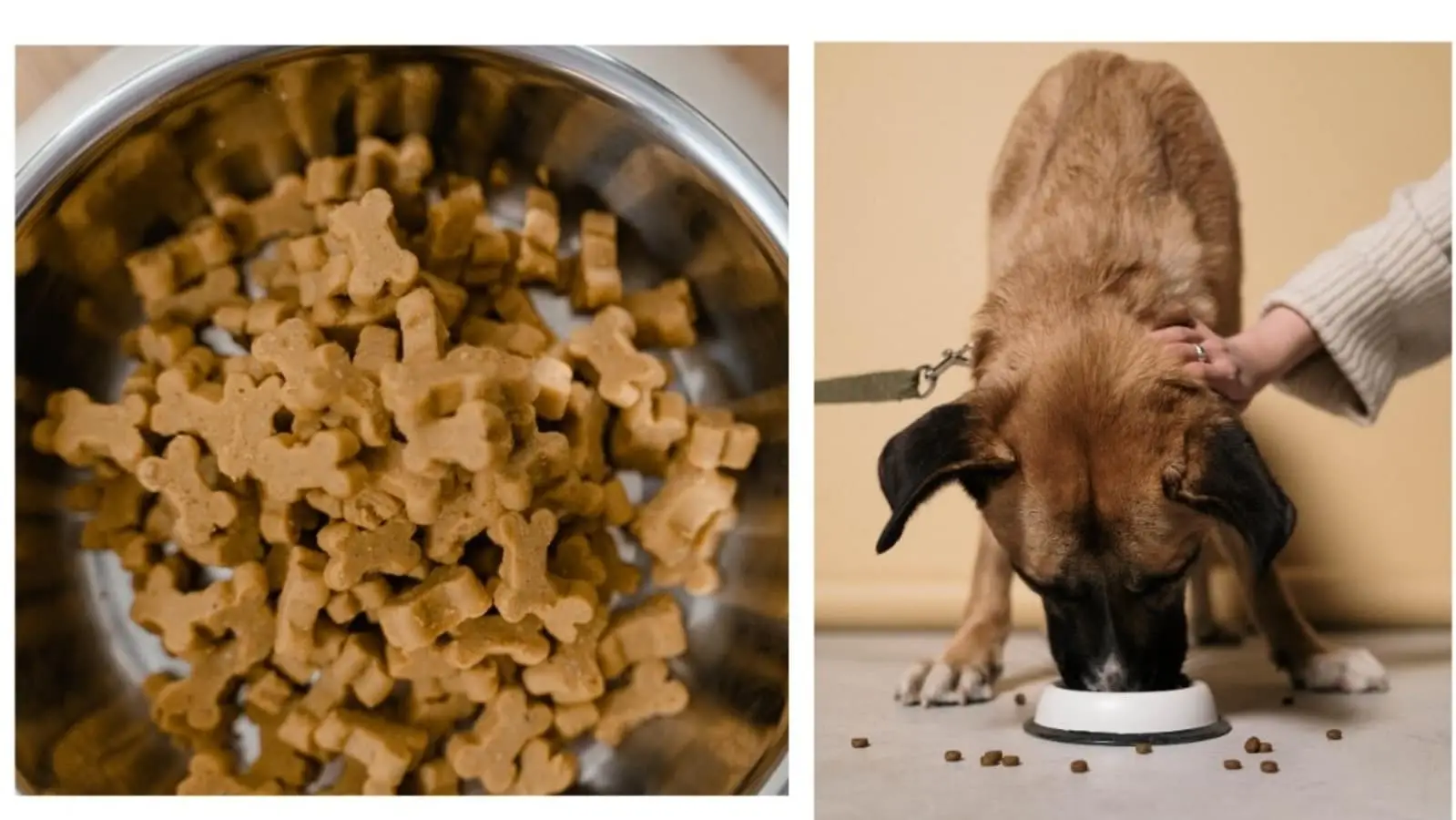 Pedigree Dog Food: Is It Good for Your Pet's Health and Nutrition?