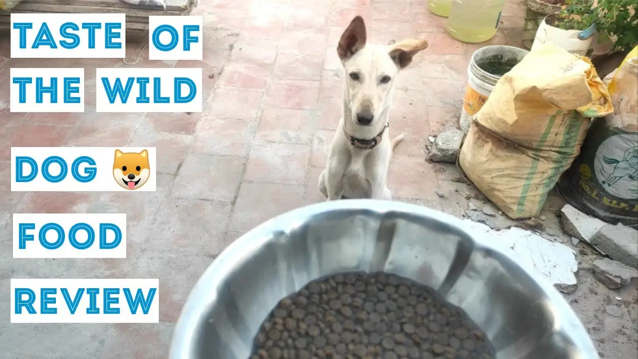 10 Taste of the Wild Dog Food Reviews for 2024 Nourishing Your Canine Companion
