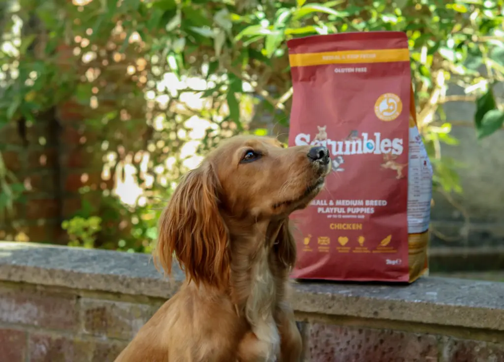 10 Taste of the Wild Dog Food Reviews for 2024 Nourishing Your Canine Companion