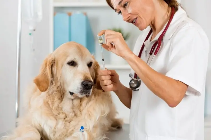10 Side Effects of Meloxicam for Dogs to Watch for in 2024
