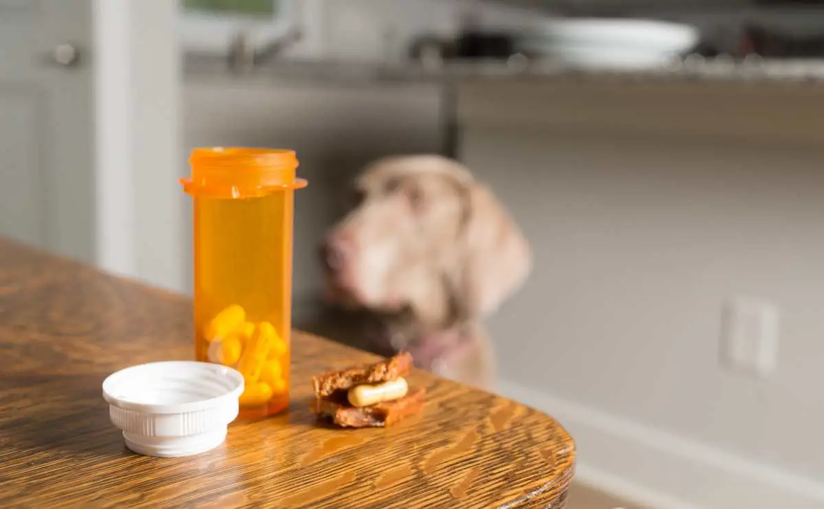 10 Side Effects of Meloxicam for Dogs to Watch for in 2024