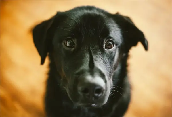 10 Side Effects of Meloxicam for Dogs to Watch for in 2024