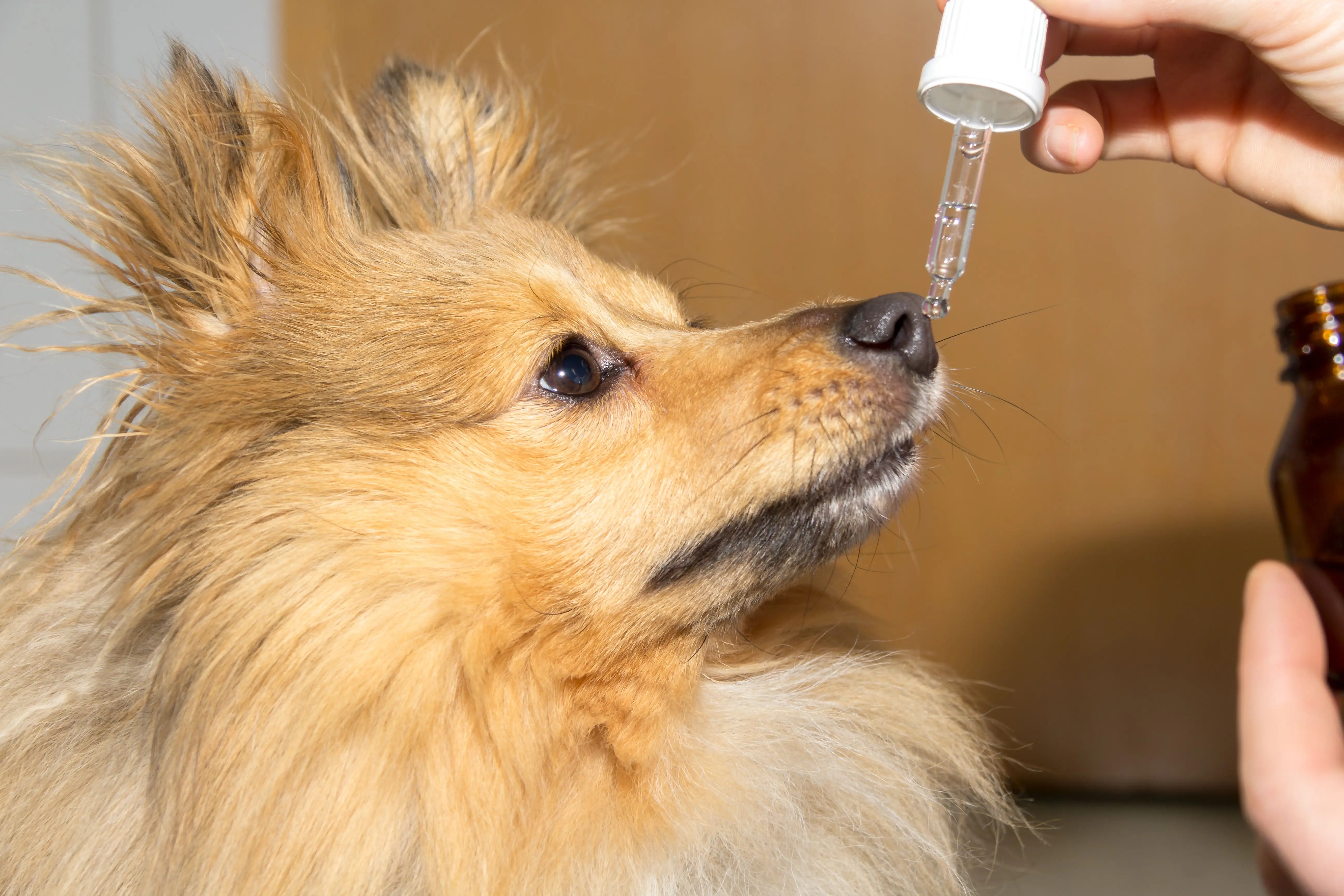 10 Side Effects of Meloxicam for Dogs to Watch for in 2024