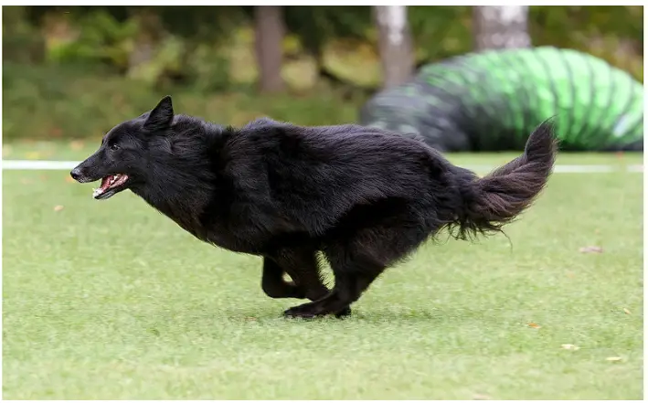 Best Dry Dog Food for Constipation: Top Picks for Digestive Health in Dogs