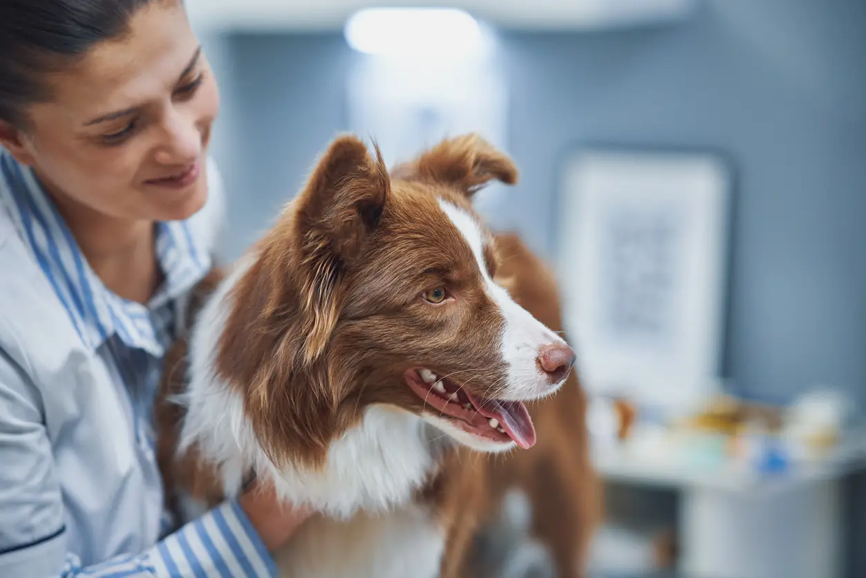 Best Dry Dog Food for Constipation: Top Picks for Digestive Health in Dogs