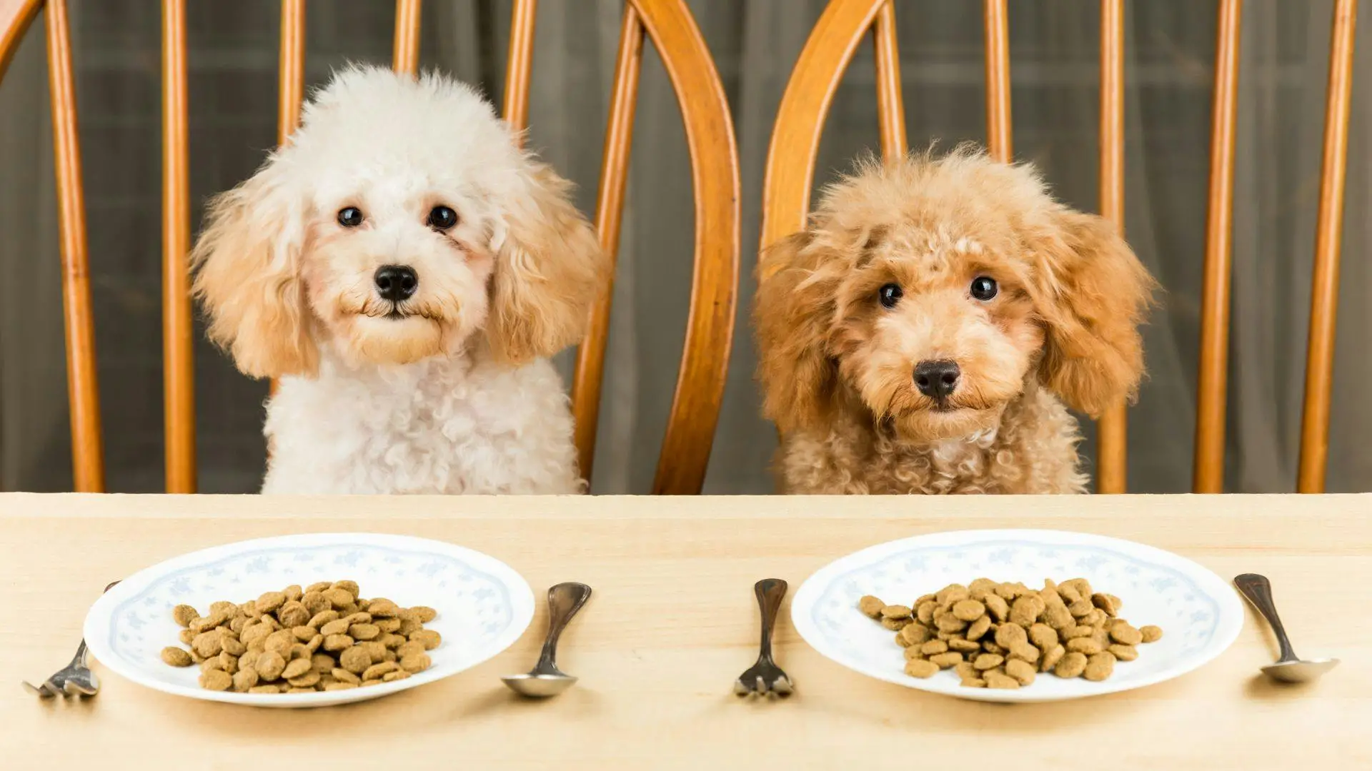 Best Canned Dog Food for Constipation: Top Choices for Healthy Digestion