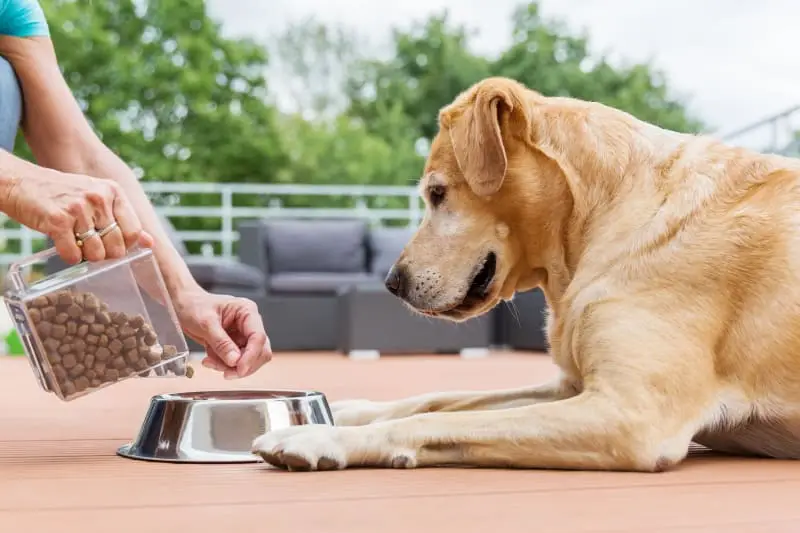 Best Canned Dog Food for Constipation: Top Choices for Healthy Digestion