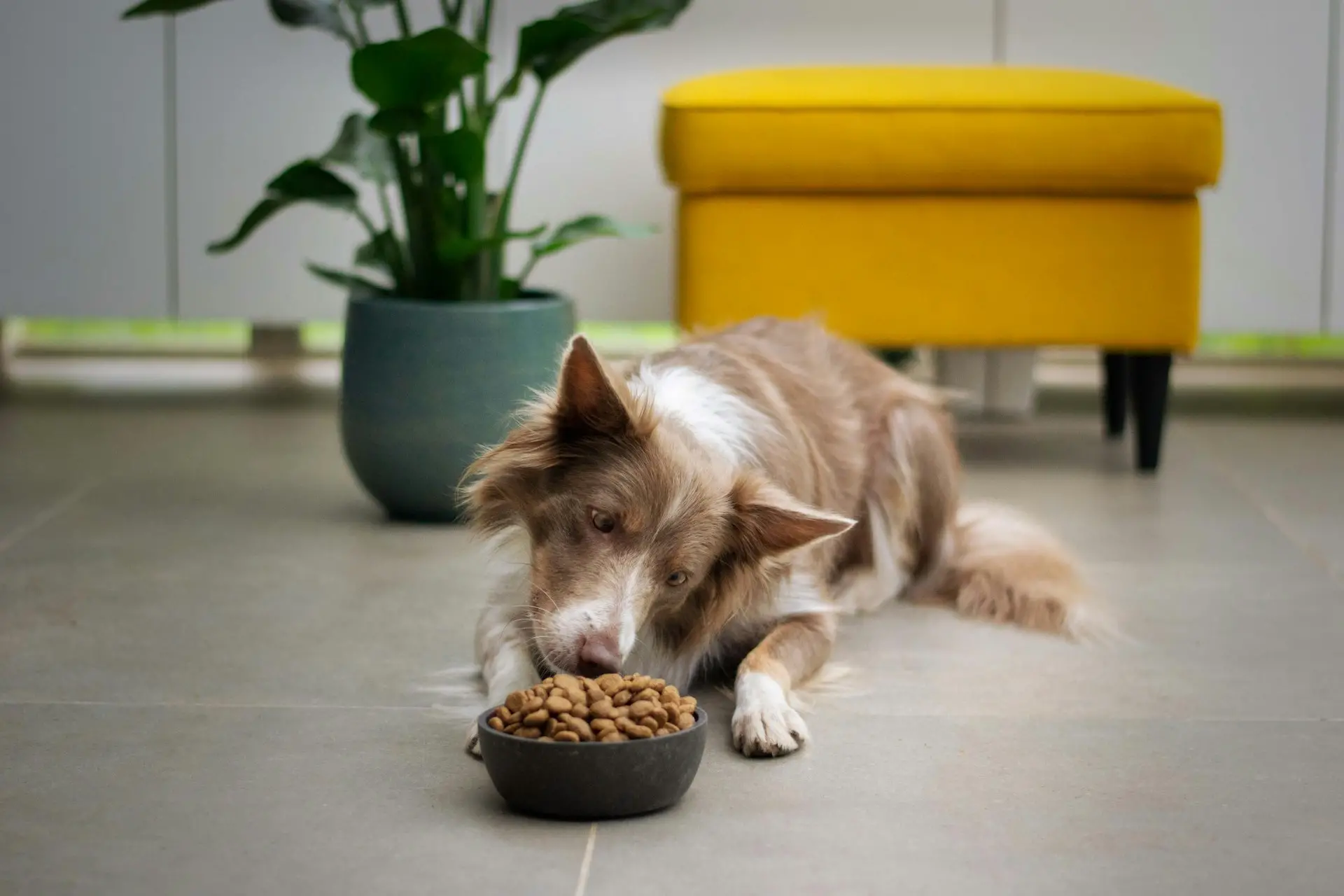 Best Canned Dog Food for Constipation: Top Choices for Healthy Digestion