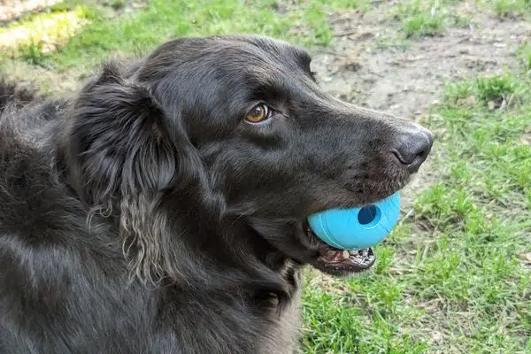 10 Best Dog Toys for Dogs That Chew in 2024 Durable Solutions for Aggressive Chewers