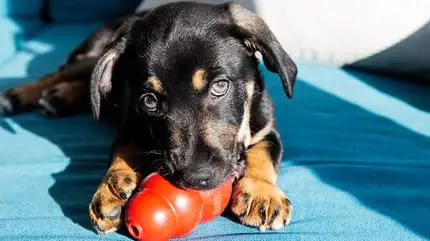 10 Best Dog Toys for Dogs That Chew in 2024 Durable Solutions for Aggressive Chewers