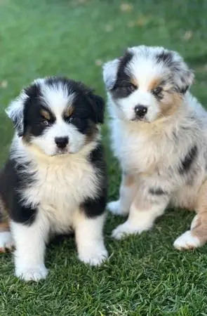 10 Mini Australian Shepherd Puppies for Sale Under $500 in 2024