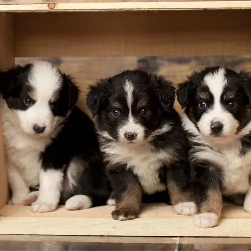 10 Mini Australian Shepherd Puppies for Sale Under $500 in 2024