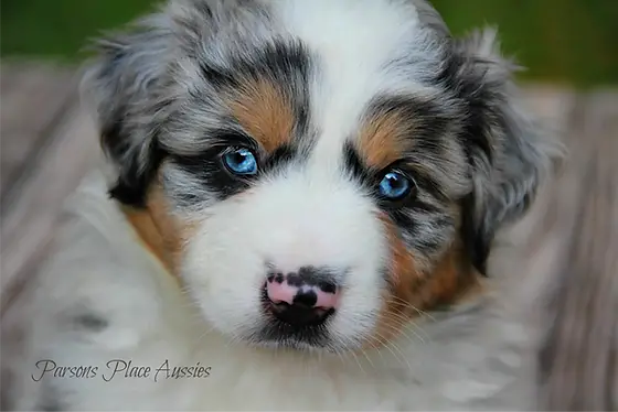 10 Mini Australian Shepherd Puppies for Sale Under $500 in 2024