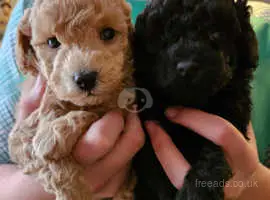 10 Top Toy Puppies for Sale Near Me in 2024 Bringing Joy to Little Hearts