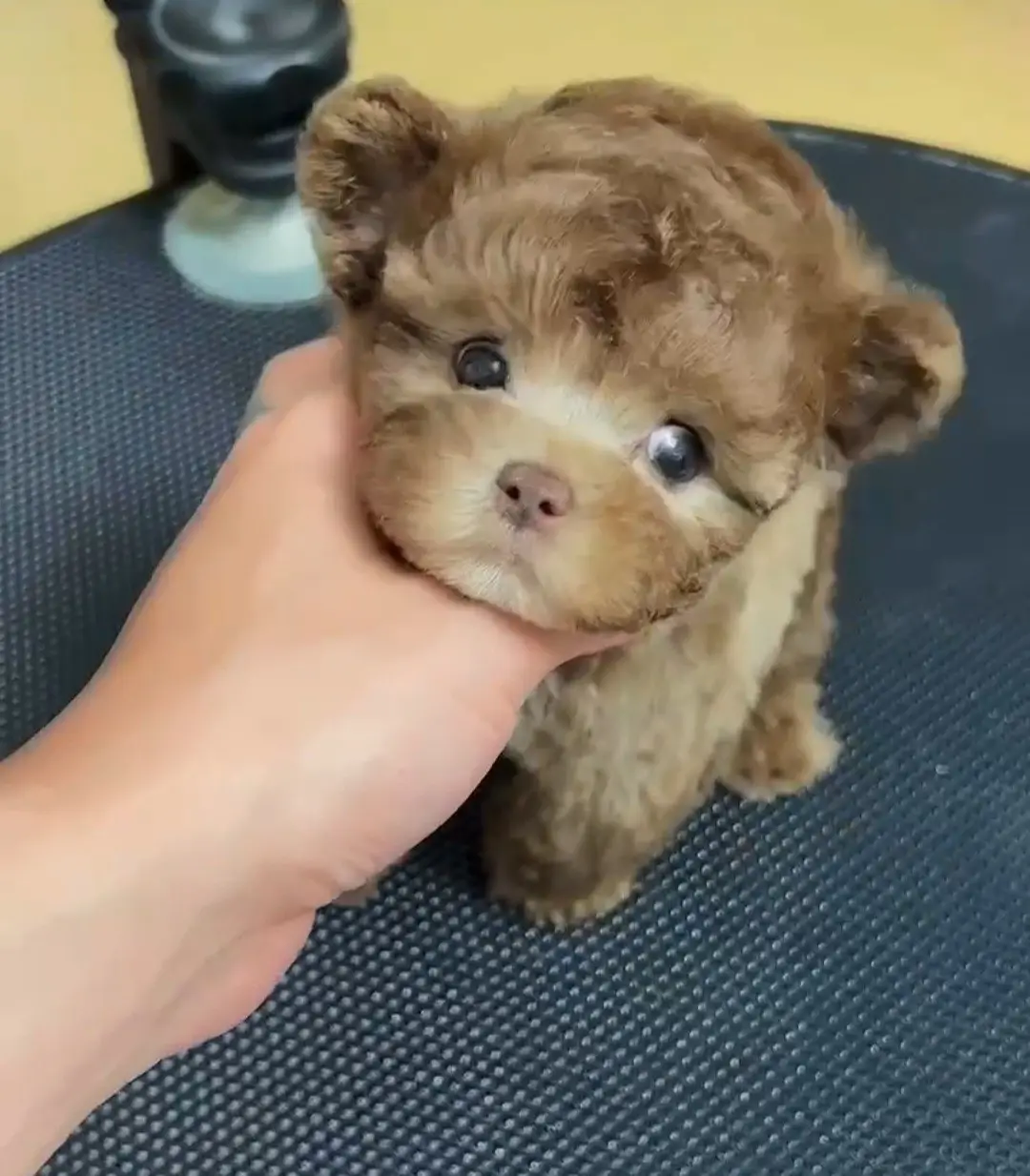 10 Top Toy Puppies for Sale Near Me in 2024 Bringing Joy to Little Hearts