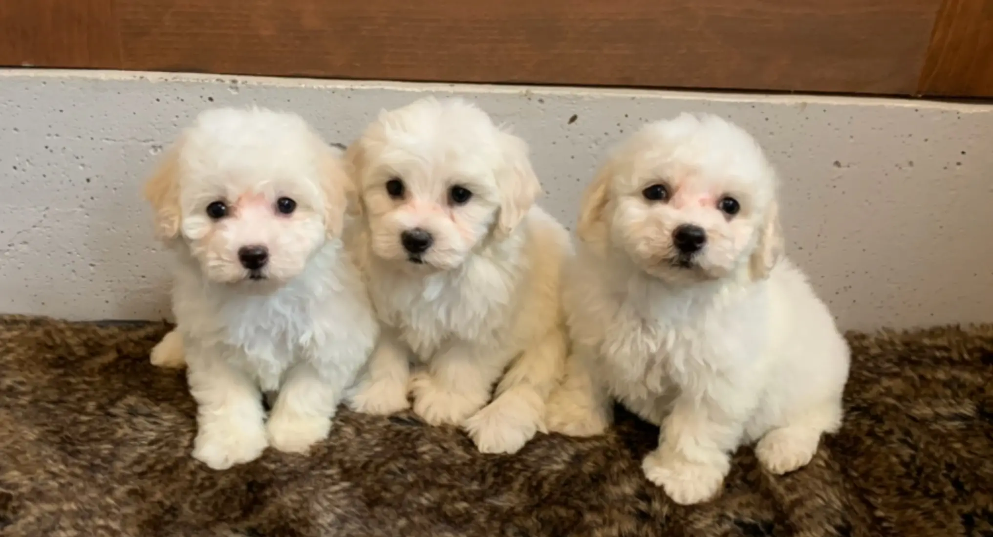 10 Top Toy Puppies for Sale Near Me in 2024 Bringing Joy to Little Hearts