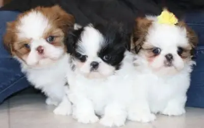 10 Top Toy Puppies for Sale Near Me in 2024 Bringing Joy to Little Hearts