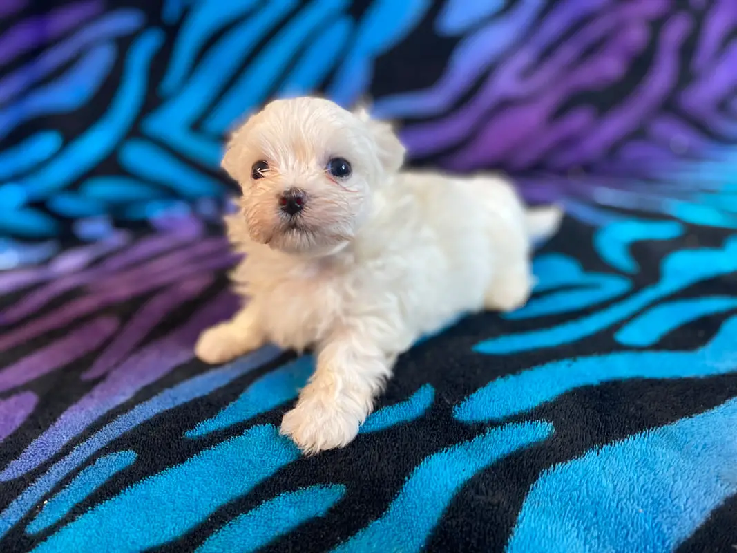 10 Top Toy Puppies for Sale Near Me in 2024 Bringing Joy to Little Hearts