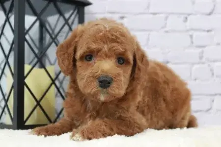 10 Top Toy Puppies for Sale Near Me in 2024 Bringing Joy to Little Hearts