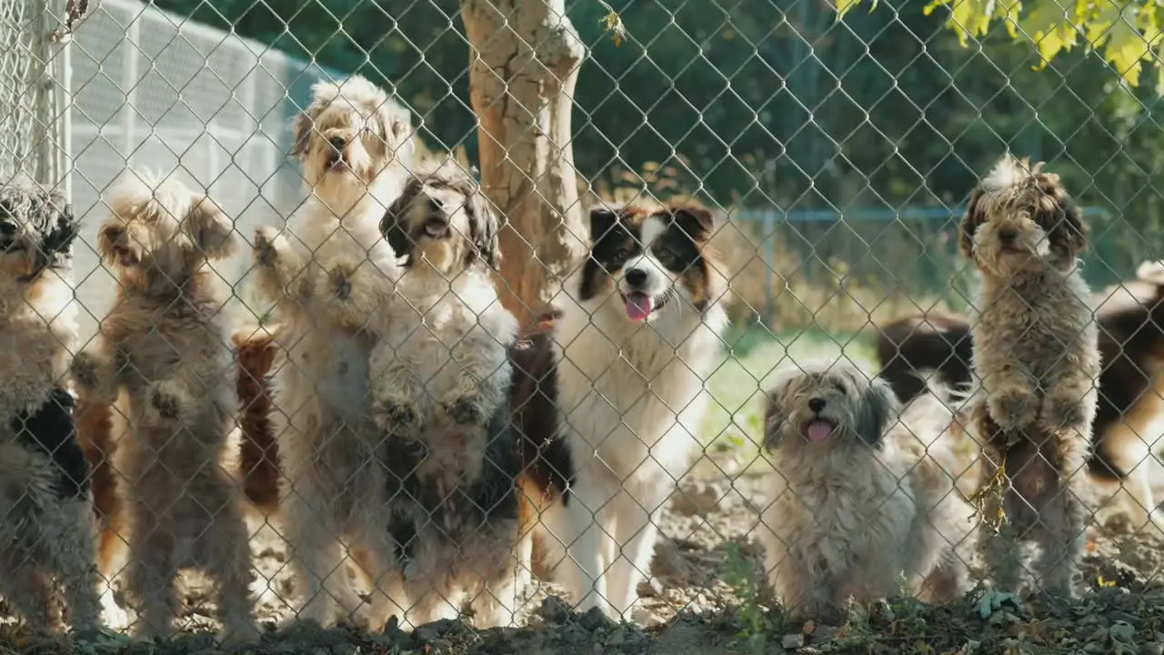 National Animal Welfare Society Working Towards a Better Future for Animals