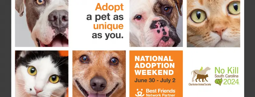 National Animal Welfare Society Working Towards a Better Future for Animals