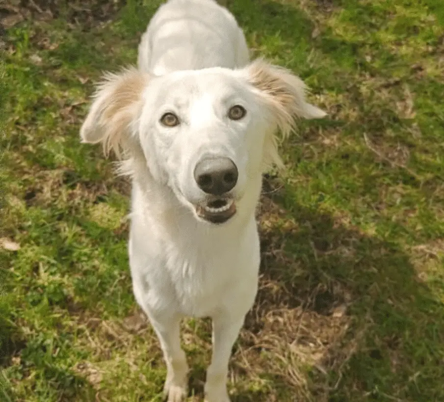 National Animal Welfare Society Working Towards a Better Future for Animals