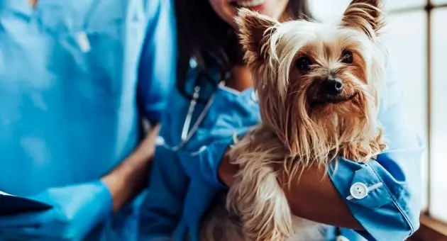 National Animal Welfare Society Working Towards a Better Future for Animals