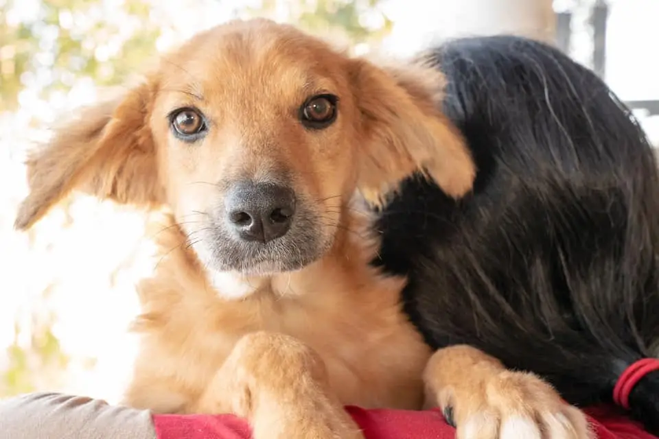 Discover the Top Animal Rescues in New Mexico
