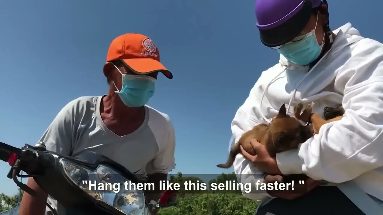 Discover the Top Animal Rescues in New Mexico