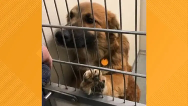 Discover the Top Animal Rescues in New Mexico