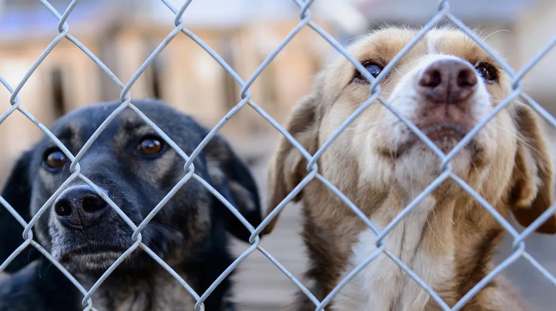 Discover the Top Animal Rescues in New Mexico